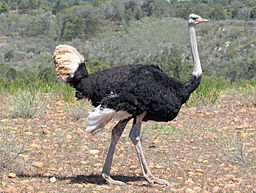 Ostrich_male_RWD