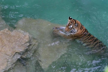 Tiger_in_Water