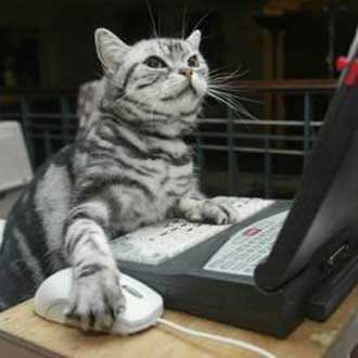 cat-at-laptop-275