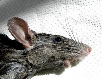 Rat - Wikimedia Commons