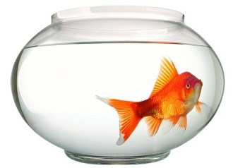 AJ21D2 Goldfish swimming in bowl. Image shot 2004. Exact date unknown.