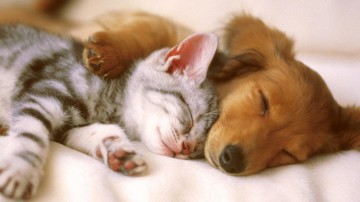 cuddling-dog-cat