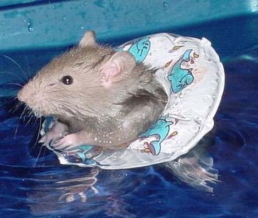 swimming-rat