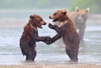 Bear+handshake+in+the+rain+bear+handshake+in+the+rain_32a091_4226811