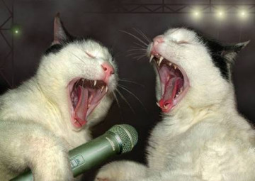 funny_singing_cats