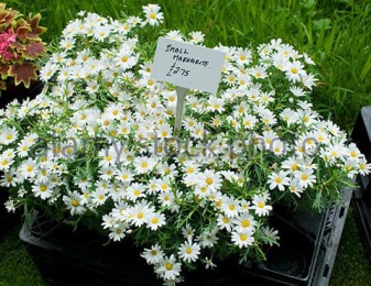 margarite-daisies-for-sale-at-fete-norfolk-england-b0xgj3