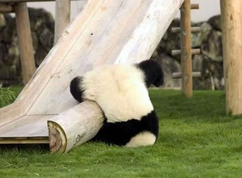 panda-slide