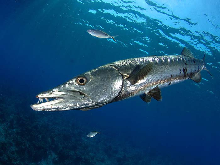 Фото барракуды. Giant Barracuda.